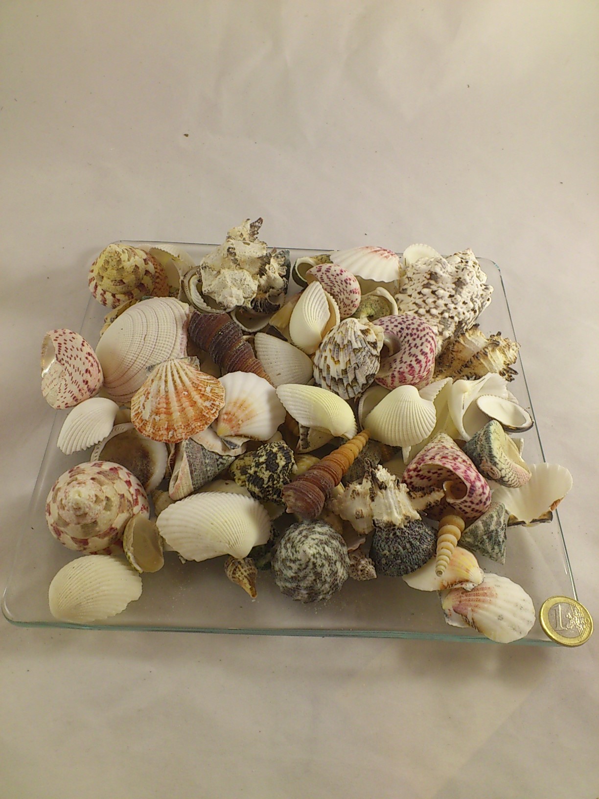 Shells mix large 3-7 cm 1 kg.